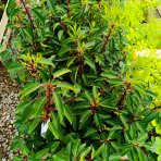 Vavrínovec portugalský (Prunus lusitanica) ´ANGUSTIFOLIA´ - výška 30-40 cm, kont. C1L